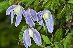 Shrubs can be draped with the delicate flowers of alpine clematis on our Dolomites photo tours